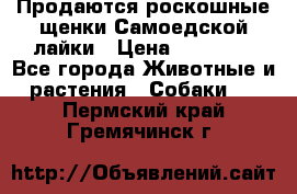 Продаются роскошные щенки Самоедской лайки › Цена ­ 40 000 - Все города Животные и растения » Собаки   . Пермский край,Гремячинск г.